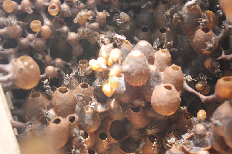Chiusura di un'alveare di un'ape a pasta di trigona puzzolente che presenta i suoi unici contenitori rotondi riempiti di miele e p immagine stock libera da diritti