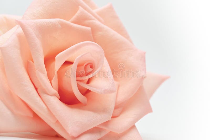 Chiusura di un bellissimo petalo di girasole d'oro di rosa arancione su fondo bianco, immagine usata per il concetto di matrimoni immagini stock Chiusura di un bellissimo petalo di girasole d'oro di rosa arancione su fondo bianco, immagine usata per il concetto di matrimoni immagini stock