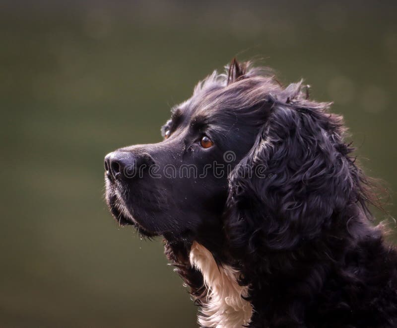 Chiusura di un cane nero con pelo riccio. fotografie stock libere da diritti