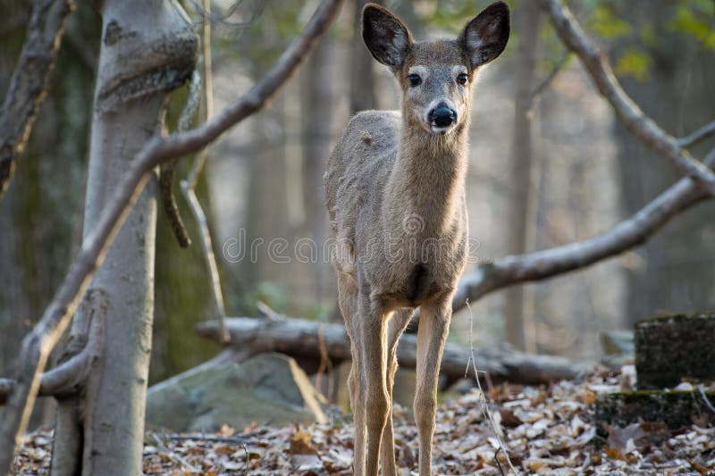 Closeup of a solo white tail deer standing in the woods. High quality photo. Closeup of a solo white tail deer standing in the woods. High quality photo