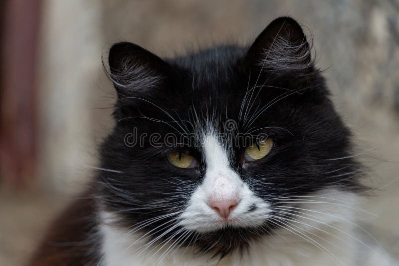 Chiusura di un gatto bianco e nero con uno sguardo intenso.