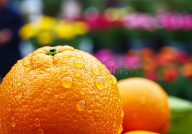 Chiusura di un kumquat maturo con goccioline d'acqua. la luce naturale illumina la pelle testurizzata. lo sfondo sfocia in royalty illustrazione gratis
