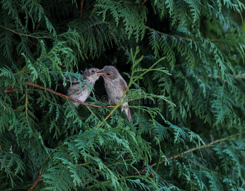 Chiusura di un paio di adorabili uccelli in un ramo di albero fotografia stock