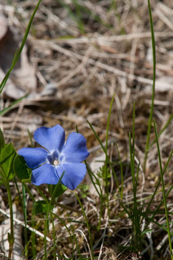 Chiusura di un periwinkle comune che fiorisce in un ambiente naturale fotografia stock libera da diritti