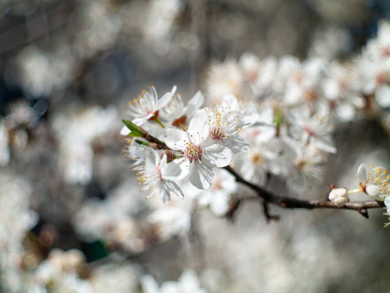 Chiusura di un ramo con fiori bianchi fotografia stock