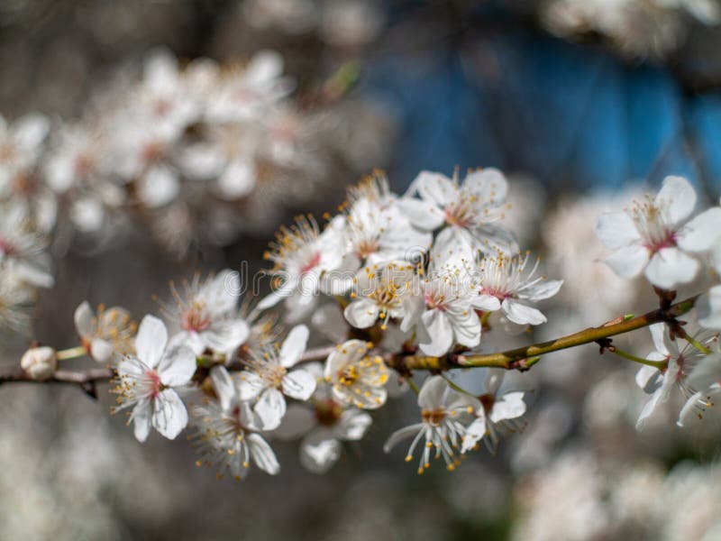 Chiusura di un ramo con fiori bianchi fotografia stock