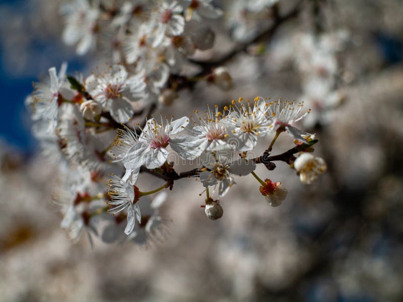 Chiusura di un ramo con fiori bianchi fotografie stock