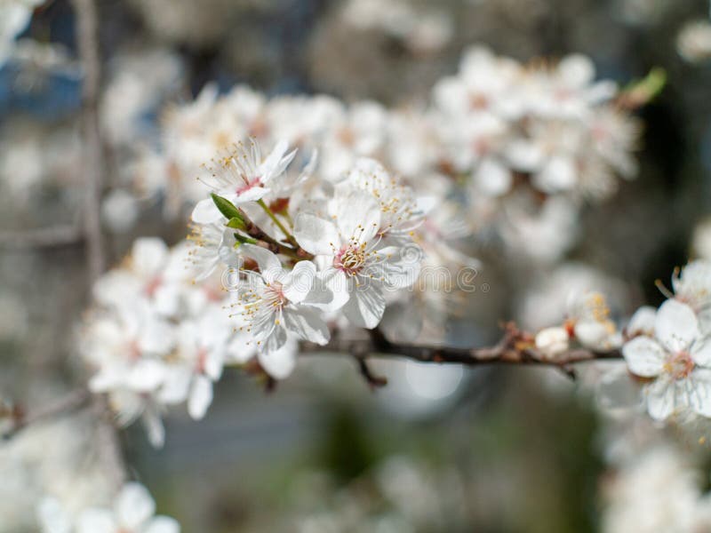 Chiusura di un ramo con fiori bianchi immagini stock libere da diritti