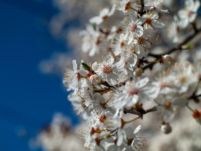 Chiusura di un ramo con fiori bianchi immagine stock