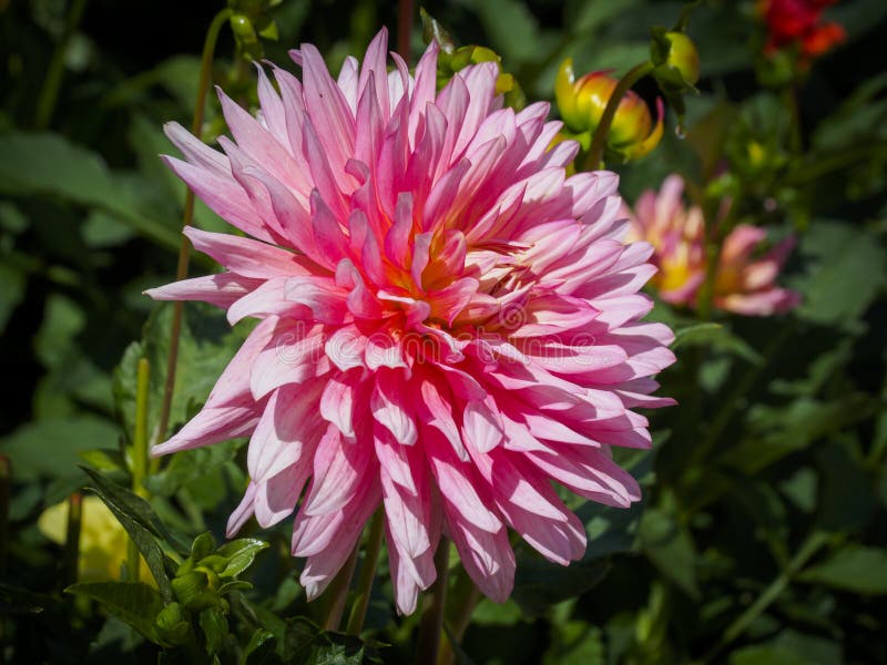 Chiusura di una dahlia colorata di colore rosa pieno a doppio fiore con sfondo di foglia verde fotografia stock libera da diritti