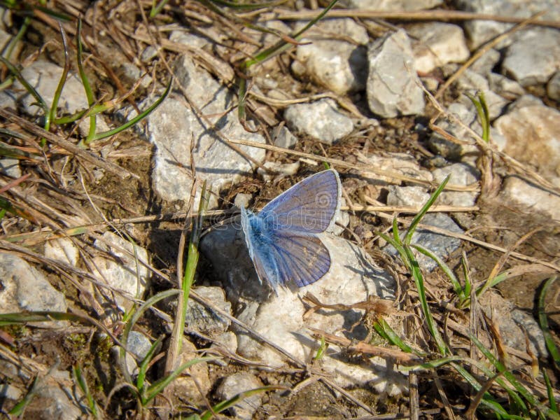 A closeup of Mazarine blue butterfly perched on a stone. A closeup of Mazarine blue butterfly perched on a stone
