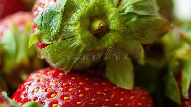 Chiusura di una fragola con un fusto verde immagini stock libere da diritti