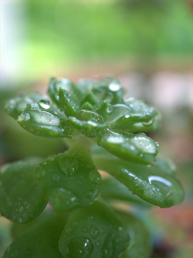 Chiusura di una pianta macrosucculenta sedum morganianum burrostail con gocce d'acqua su una foglia verde e fondo sfocato fotografia stock