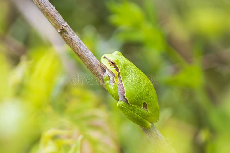 Chiusura di una piccola rana europea Hyla arborea o Rana arborea riscaldata al sole fotografie stock libere da diritti Chiusura di una piccola rana europea Hyla arborea o Rana arborea riscaldata al sole fotografie stock libere da diritti