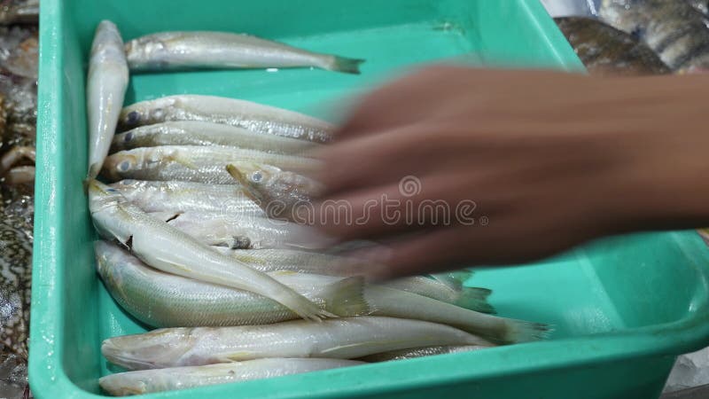Chiusura di una scuola di pesci di merlano settentrionale prelevati a mani dal vassoio stock footage