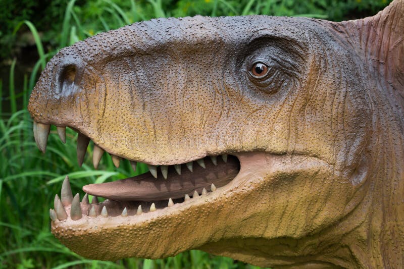 Close-up of a dinosaur head with sharp teeth, in an amusement park. Close-up of a dinosaur head with sharp teeth, in an amusement park.