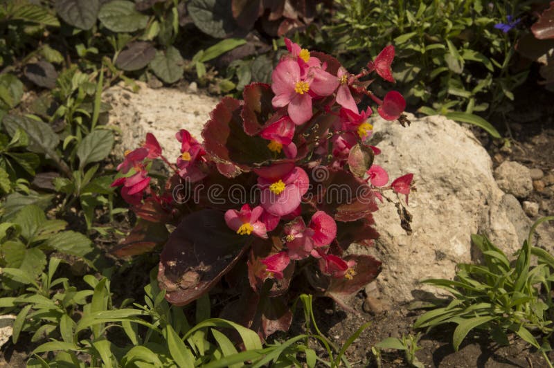 Chiusura : fiore di begonia con petali rosa chiaro foglie colorate di vino fotografie stock