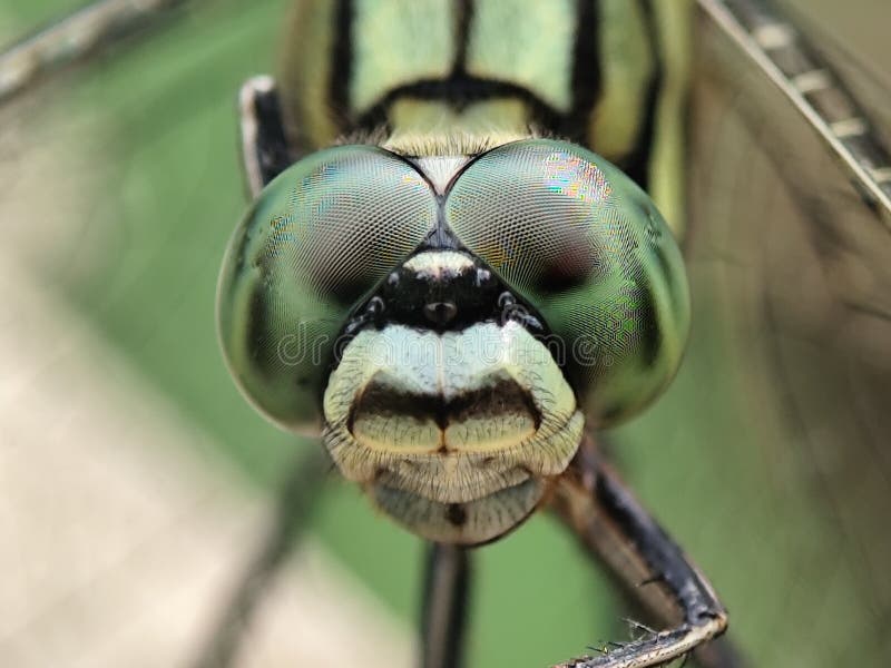 Chiusura incredibilmente dettagliata di una testa di libellule verde che mostra i suoi occhi complessi e gli schemi unici. fotografie stock libere da diritti