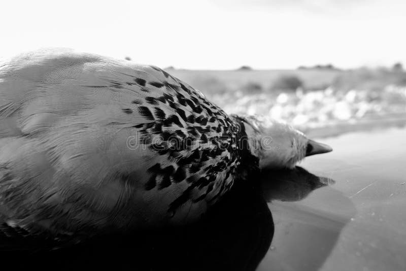 Chiusura in scala di grigi di un piccione domestico sdraiato sulla superficie riflettente con fondo sfuocato