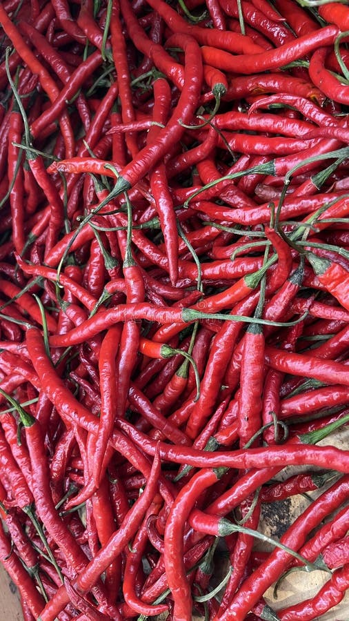 Chiusura stridente di una grande pila di peperoncini rossi freschi immagine stock