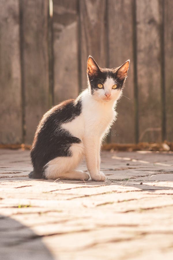 Chiusura verticale di un bel gatto bianco e nero seduto sul suolo di pietra immagini stock libere da diritti