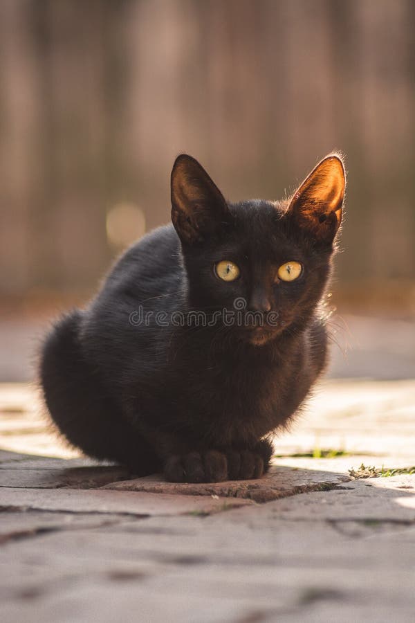 Chiusura verticale di un gatto nero carino con occhi verdi seduti sul suolo di pietra fotografia stock libera da diritti