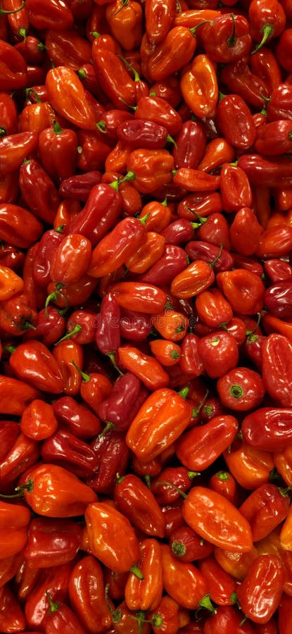 Chiusura vivace di una pila di peperoncini di colore rosso lucido e arancio. immagine stock libera da diritti