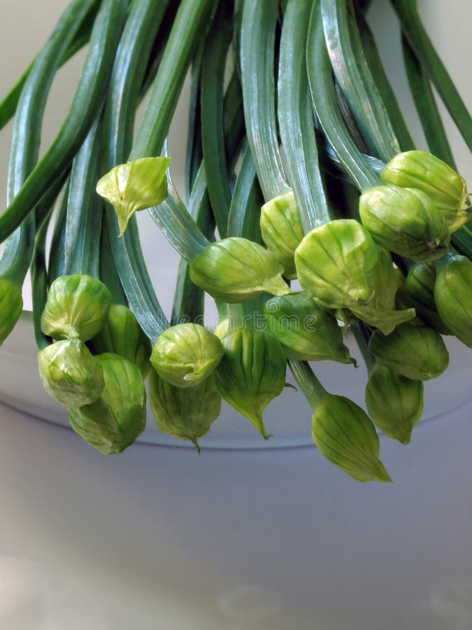 Chive stalks stock image. Image of food, aromatic, fresh 9128267