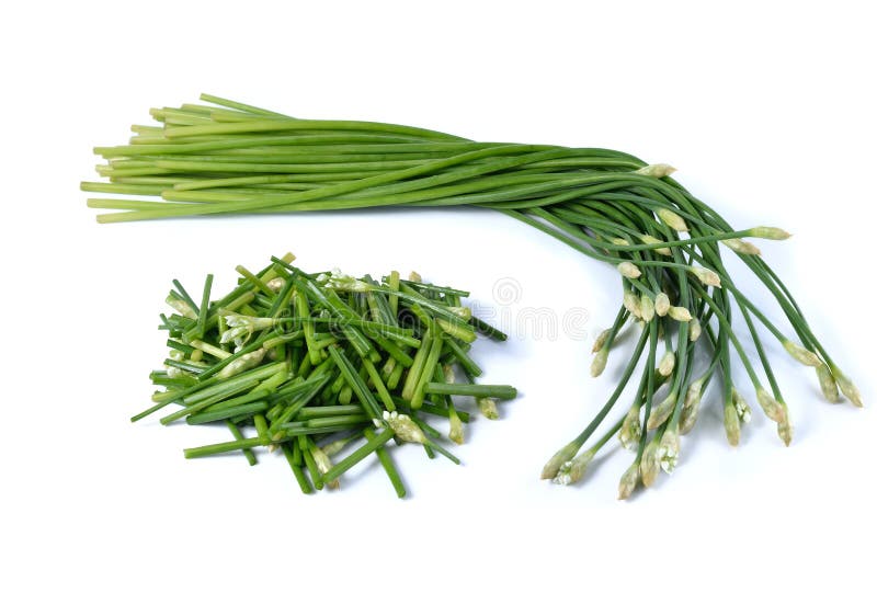 Chives Flower or Chinese Chive Stock Photo Image of vegetarian