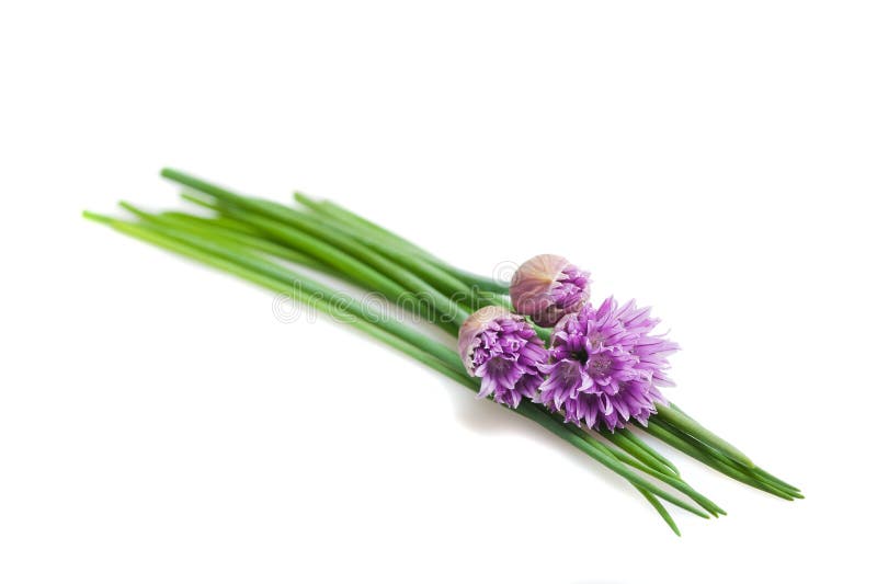 Cut chives stock image. Image of green, chive, spice 55425713