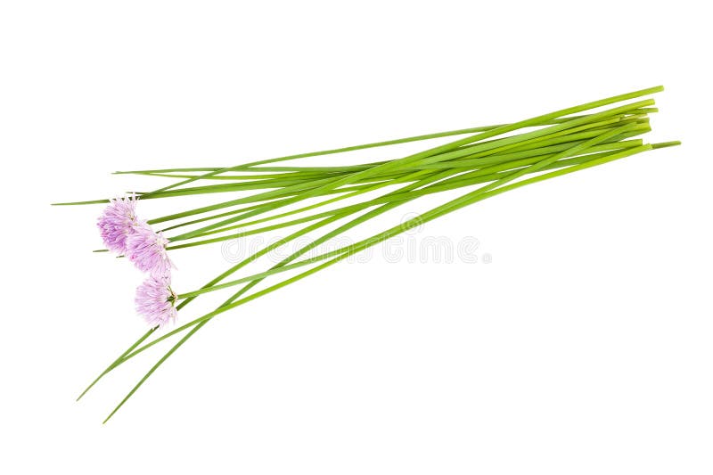Cut chives stock image. Image of pile, allium, healthy 55425713