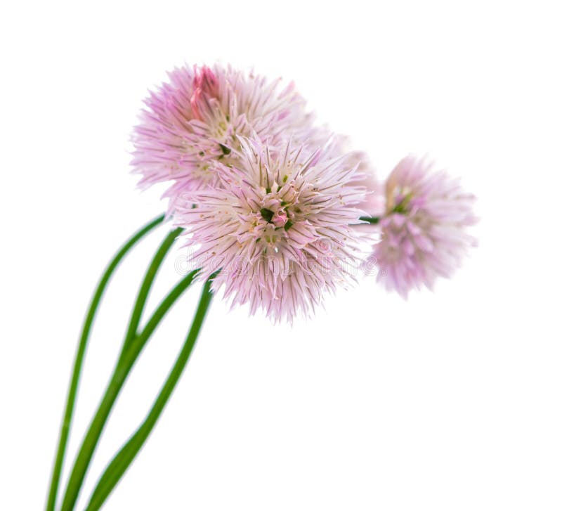 Chives with flowers isolated