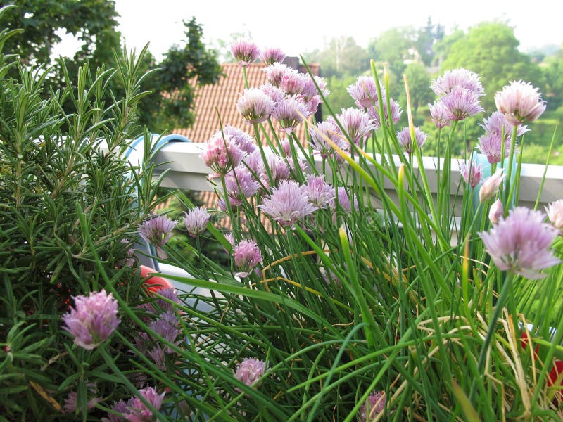 Flowering chives and rosemary on balcony. Flowering chives and rosemary on balcony