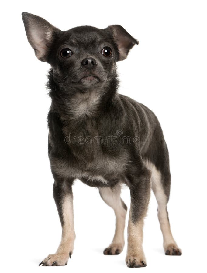 Chiwawa, 1 an, restant images stock Chiwawa, 1 an, restant images stock