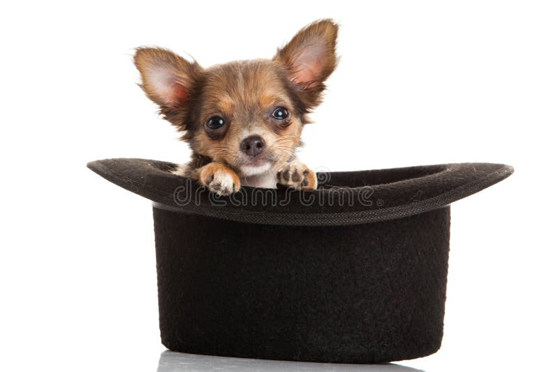 Chiwawa d'animal familier de chien d'isolement sur le fond blanc images stock Chiwawa d'animal familier de chien d'isolement sur le fond blanc images stock