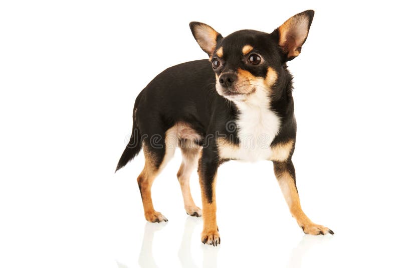 Chiwawa d'isolement au-dessus du fond blanc image stock Chiwawa d'isolement au-dessus du fond blanc image stock