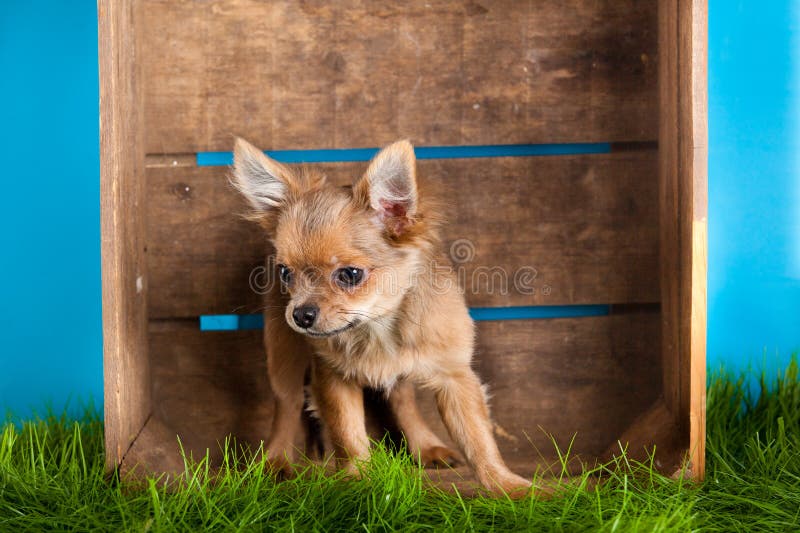 Chiwawa dans la boîte d'isolement sur l'animal familier bleu d'animal domestique de chien de fond photographie stock libre de droits Chiwawa dans la boîte d'isolement sur l'animal familier bleu d'animal domestique de chien de fond photographie stock libre de droits