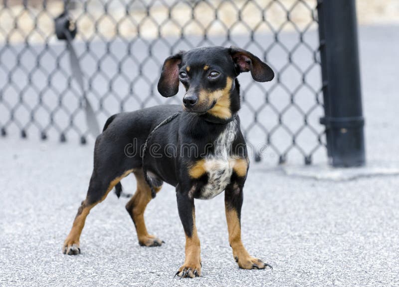 Chiweenie chihuahua trakenu jamnik mieszający pies obraz royalty free Chiweenie chihuahua trakenu jamnik mieszający pies obraz royalty free