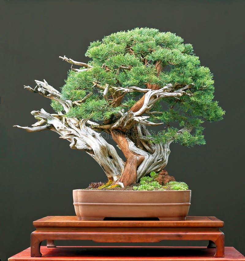 chiński bonsai kalinka zdjęcie stock chiński bonsai kalinka zdjęcie stock