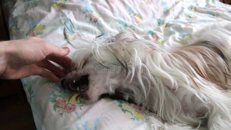 Chiński Czubaty pies bawić się z jego właścicielem na łóżku w jaskrawym płaskim pokoju
