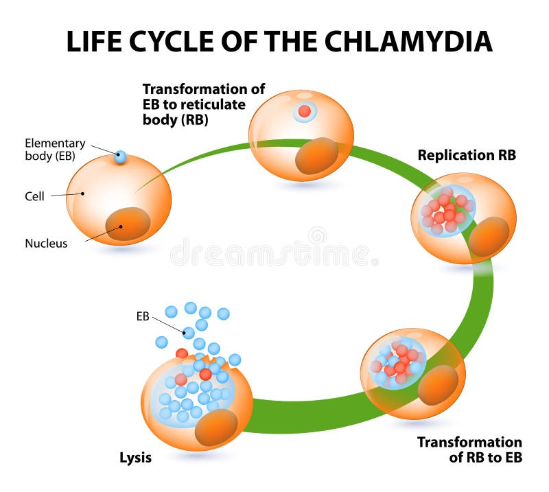 Chlamydial etap życia royalty ilustracja Chlamydial etap życia royalty ilustracja