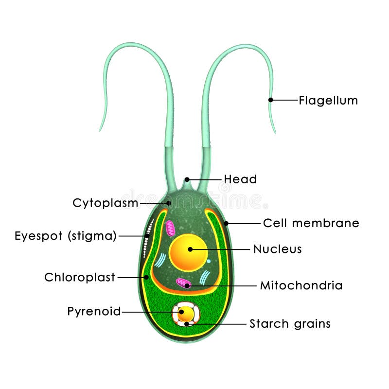 Chlamydomonas stock illustration. Illustration of abstract - 48747331