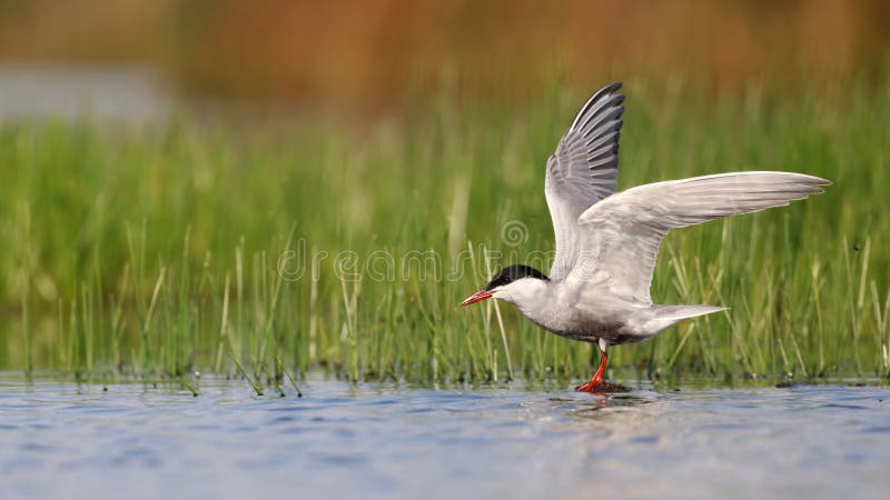 Chlidonias ibridda con ali aperte fotografie stock libere da diritti