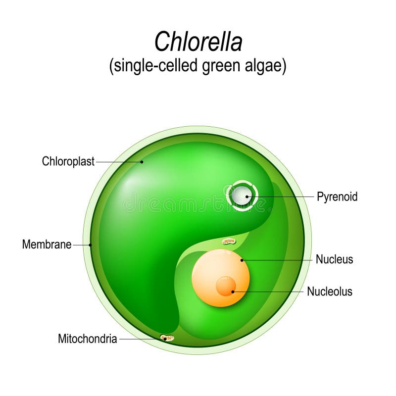 Chlorella. Anatomy of the single-celled green algae. Vector diagram for educational, biological, and science use. Chlorella. Anatomy of the single-celled green algae. Vector diagram for educational, biological, and science use