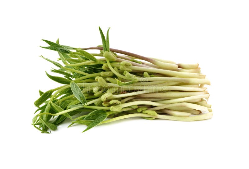 Chlorophylla Green Bean Sprouts on White Stock Photo Image of stack