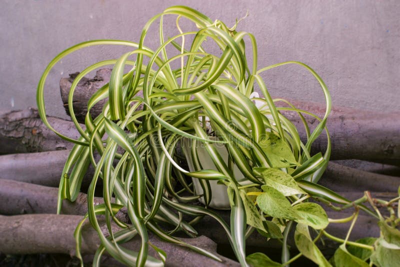 Chlorophytum comosum, spider plant and a branch of scindapsus. On woods stock photos