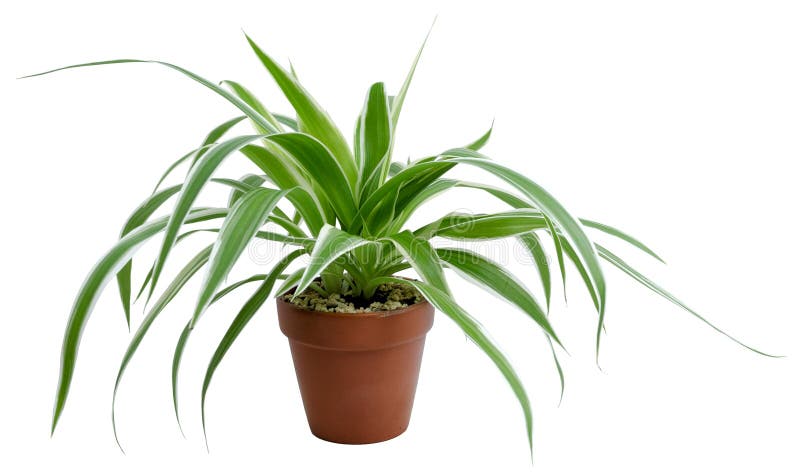 Chlorophytum comosum variegatum stock photo
