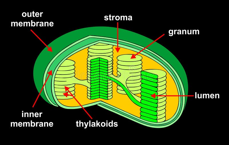 chloroplast ilustração royalty free chloroplast ilustração royalty free