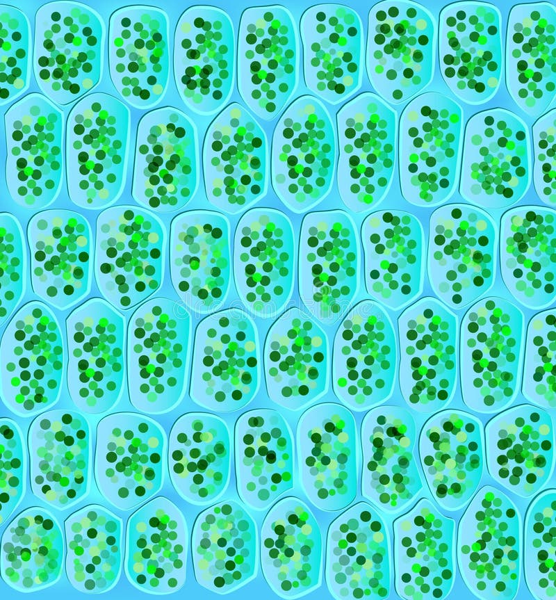 Chloroplasty widoczni w komórkach ilustracja wektor Chloroplasty widoczni w komórkach ilustracja wektor