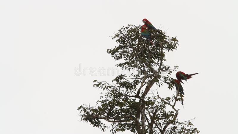 Chloropterus die van vier rood-en-groene ara'saronskelken zijn veren op boom in Manu National Park, Peru verzorgen